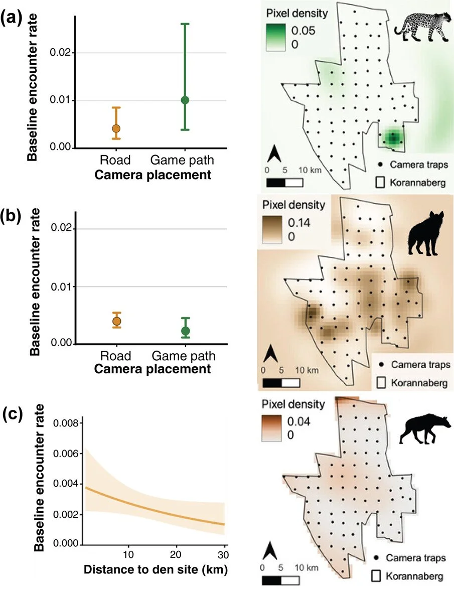 Estimating large carnivore populations in an arid fenced reserve using spatial capture&ndash;recapture modelling https://vist.ly/5gfc8 #CameraTraps #Carnivores #Monitoring
