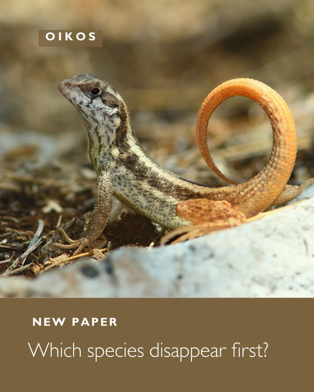 🦎🏜️Detecting functional diversity loss under directional, stabilizing, and disruptive models of nonrandom anthropogenic extinction of species
ㅤ
📷Miguel Landestoy
ㅤ
https://vist.ly/5gzqj
ㅤ
#AdaptiveLandscape #Anthropocene #AnthropogenicImpact #Body