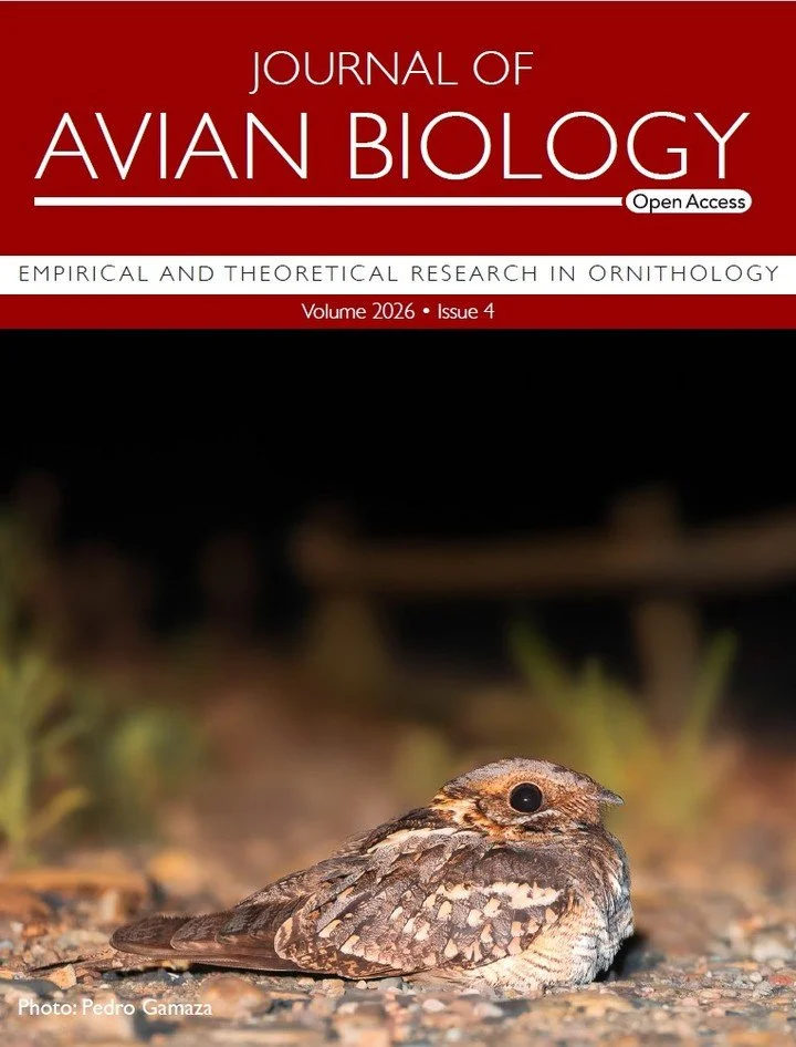 📣 Issue 4 of 2026 is now complete!
ㅤ
From parasites and physiology to partnerships and acoustic communities&mdash;explore new cutting-edge #ornithology research ⬇️
ㅤ
https://vist.ly/5h4ma
ㅤ
Cover featuring the article by Paula Hidalgo-Rodr&iacute;gu