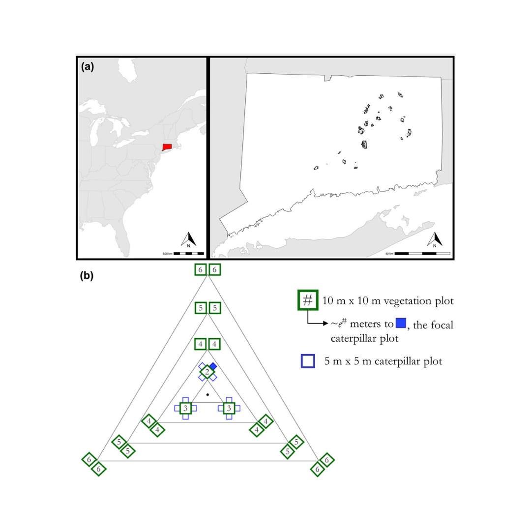 🗺️🍽️The effect of resource concentration on consumer population densities depends on spatial scale and diet breadth
ㅤ
https://vist.ly/5h67y
ㅤ
#CommunityEcology #DietBreadth #Herbivory #PlantInsectInteractions #ResourceConcentration