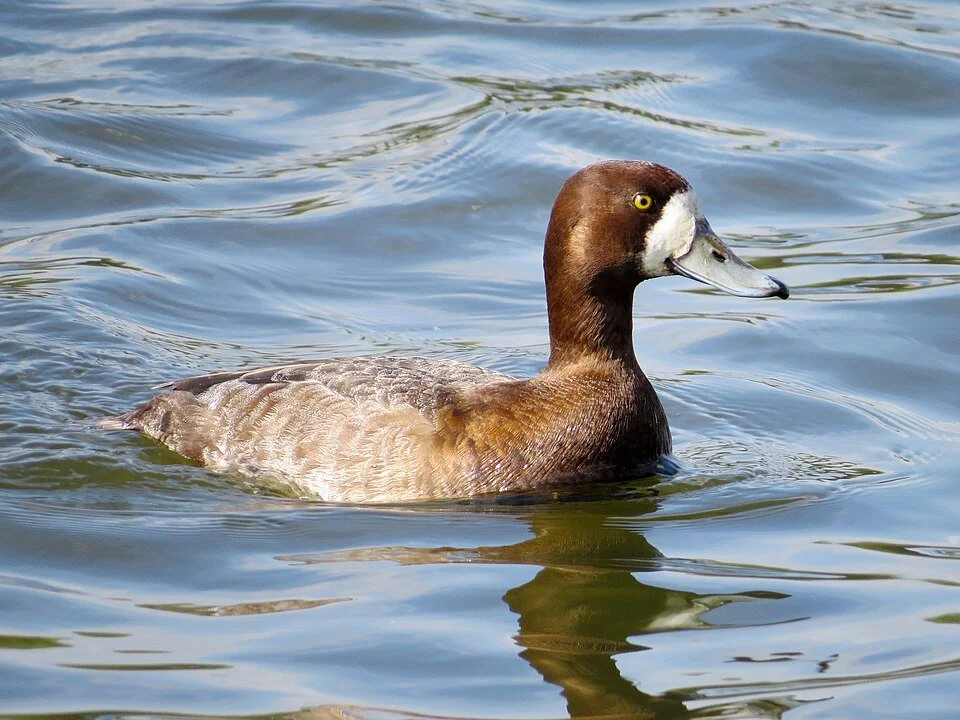 New paper: how do waterfowl balance time and energy during spring migration? GPS tracking reveals contrasting strategies in sympatric-wintering American black ducks, Atlantic brant and greater scaup.
ㅤ
➡️ https://vist.ly/5hebx
ㅤ
#ornithology #birds #