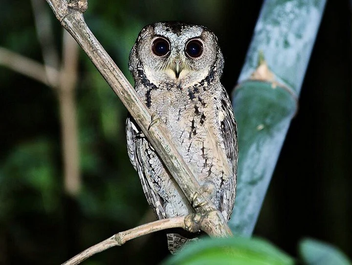New paper: ecological divergence in nocturnal communication - coexisting forest #owls differ markedly in how lunar conditions, night structure, seasonality and weather shape vocal activity, with implications for acoustic survey design and detection m