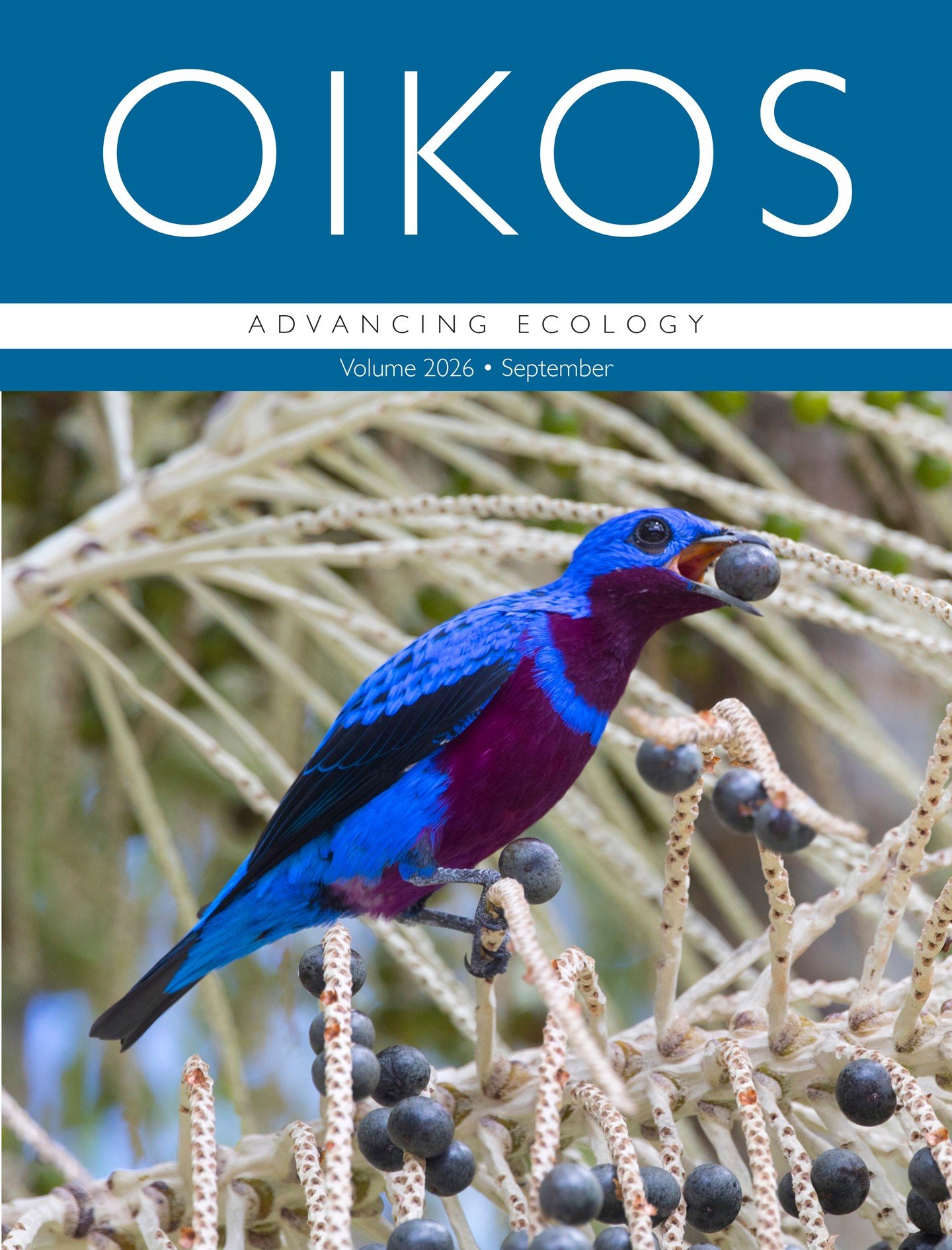 🫐Our cover for September!
ㅤ
It features a crejo&aacute; (Cotinga maculata, Cotingidae), an endemic and endangered frugivorous bird of the Brazilian Atlantic Forest, an example of novel plant&ndash;frugivore interactions in the Anthropocene - the foc