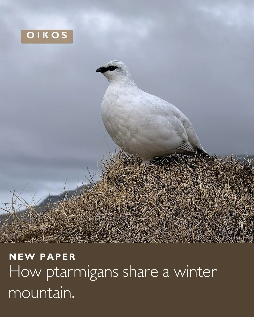 🕊️🍒Between birch and berries: seasonal dietary niche partitioning among sympatric alpine herbivorous birds
ㅤ
📷 Jan Eivind &Oslash;stnes
ㅤ
https://vist.ly/5hy53
ㅤ
#AlpineHerbivore #DietaryOverlap #DNAMetabarcoding #NichePartitioning #SpeciesInterac