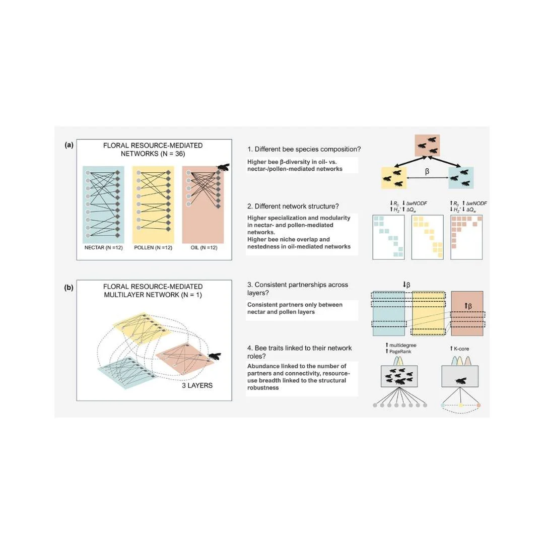 🌺◽▫️Floral resource-mediated multilayer networks: structure and pollinators' roles
ㅤ
https://vist.ly/5i4ru
ㅤ
#BeeTraits #Buzzing #FloralResourceMediatedLayers #NetworkRobustness #OilCollectingBees #Plant #BeeInteractionNetwork