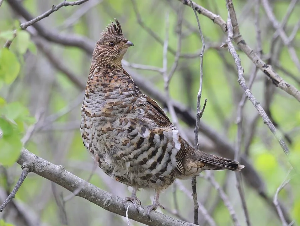 New paper: how can large-scale species monitoring capture fine-scale habitat structure? Integrating passive acoustic monitoring with LiDAR enables predictive mapping of both species occurrence and habitat management potential.
ㅤ
➡️ https://vist.ly/5i