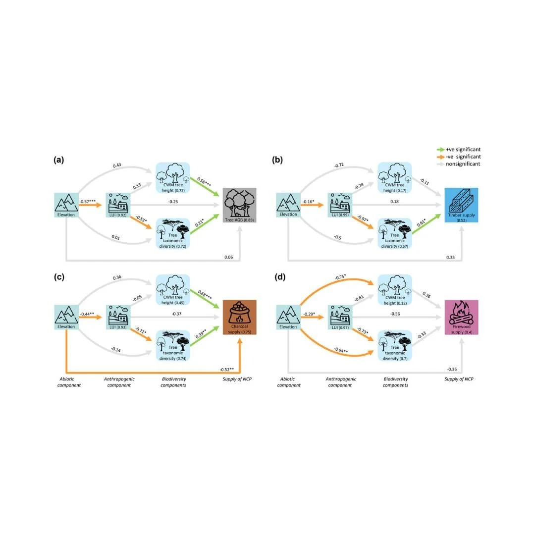 🧩🪵The importance of biodiversity components differs among wood-based material Nature's contributions to people (NCP) in a tropical montane ecosystem
ㅤ
https://vist.ly/5iidb
ㅤ
#Biodiversity #Kilimanjaro #MaterialNCP #Nature #ContributionsToPeople #P