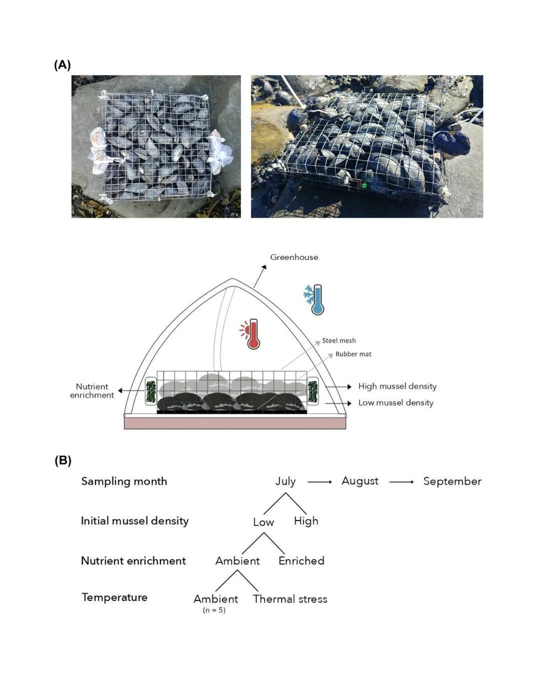 🐚💧Dynamic response of communities and ecosystem functions to ecosystem engineering and multiple stressors in a marine mussel bed
ㅤ
https://vist.ly/5itif
ㅤ
#BEFRelationships #CommunityEcosystemRelationships #EcosystemDevelopment #EcosystemEngineers 