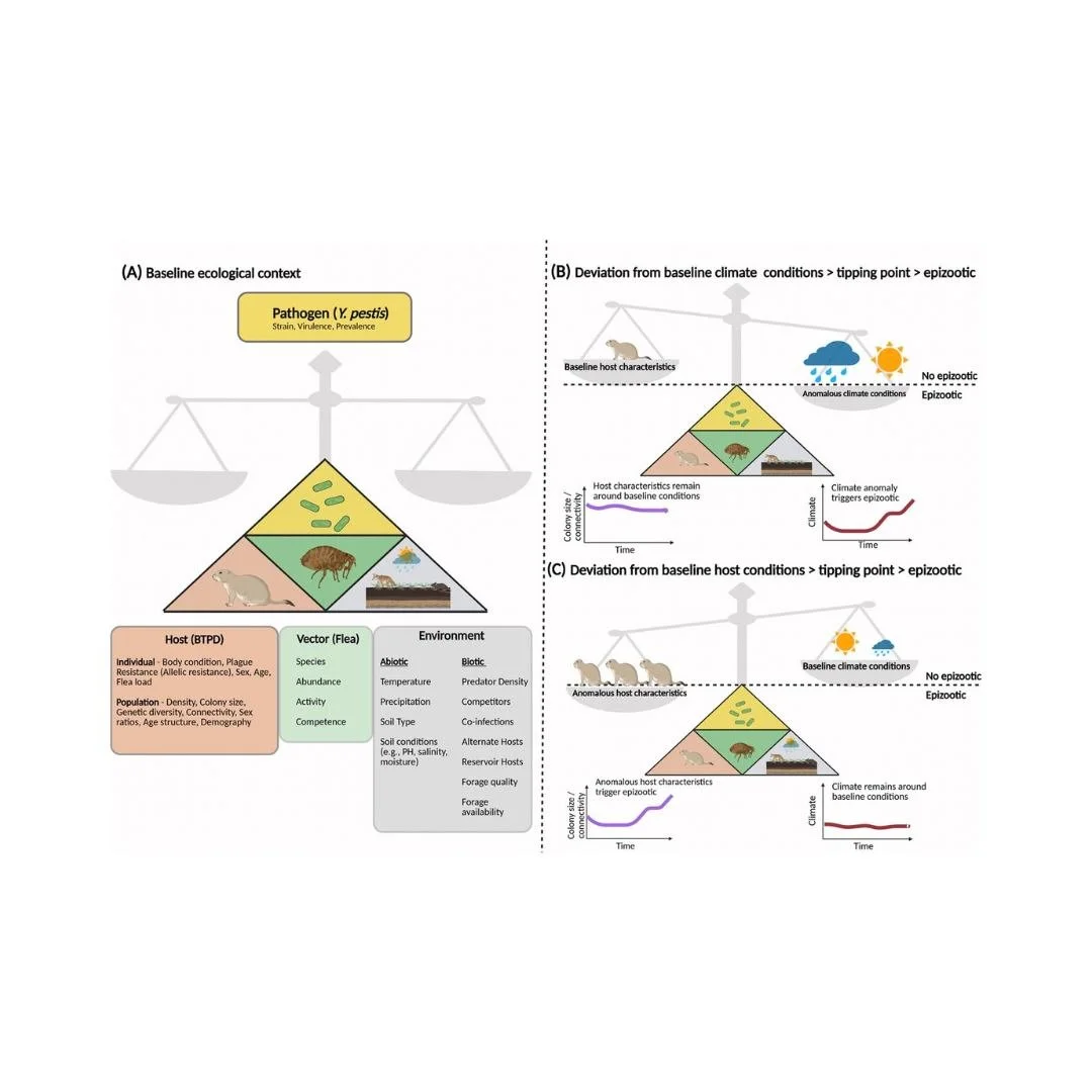 ⚖️🔬Nonstationarity in wildlife disease dynamics: insights from the prairie dog&ndash;plague system
ㅤ
https://vist.ly/5j9mi
ㅤ
#AquaticEcology #BenthicAlgae #Dispersal #Disturbance #EcosystemFunction #Metacommunity #Resilience #Stability