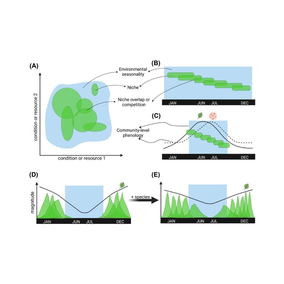 🛣️🌴Trait-associated pathway links plant diversity to litterfall phenology in a seasonally dry tropical forest
ㅤ
https://vist.ly/5jd2e
ㅤ
#BiodiversityAndEcosystemFunctioning #CoastalVegetation #CWM #NicheOverlap #Restinga #SamplingEffect