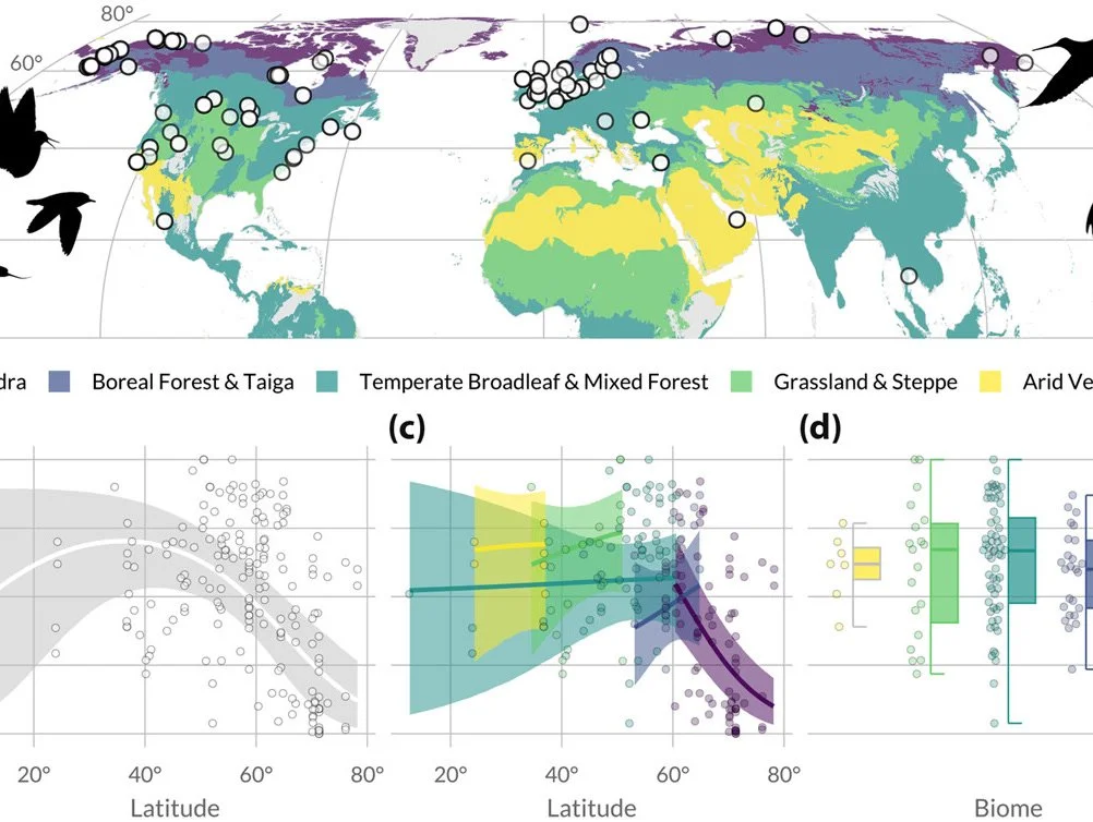 A global latitudinal decline in breeding site fidelity emerges from a single biome https://vist.ly/5jpgp "Arctic #Shorebirds #Dispersal