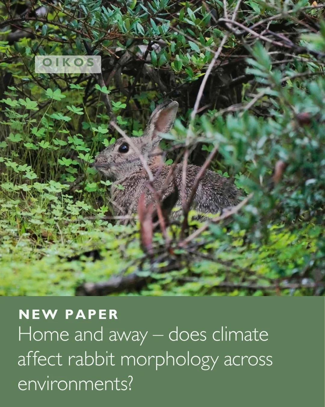 🐇🌅Home and away: allometry and climate drive morphology of European rabbits in their native and introduced range
ㅤ
📸 Michael S. Y. Lee
ㅤ
https://vist.ly/5jukv
ㅤ
#Adaptation #InvasiveSpecies #MorphologicalChange #OryctolagusCuniculus