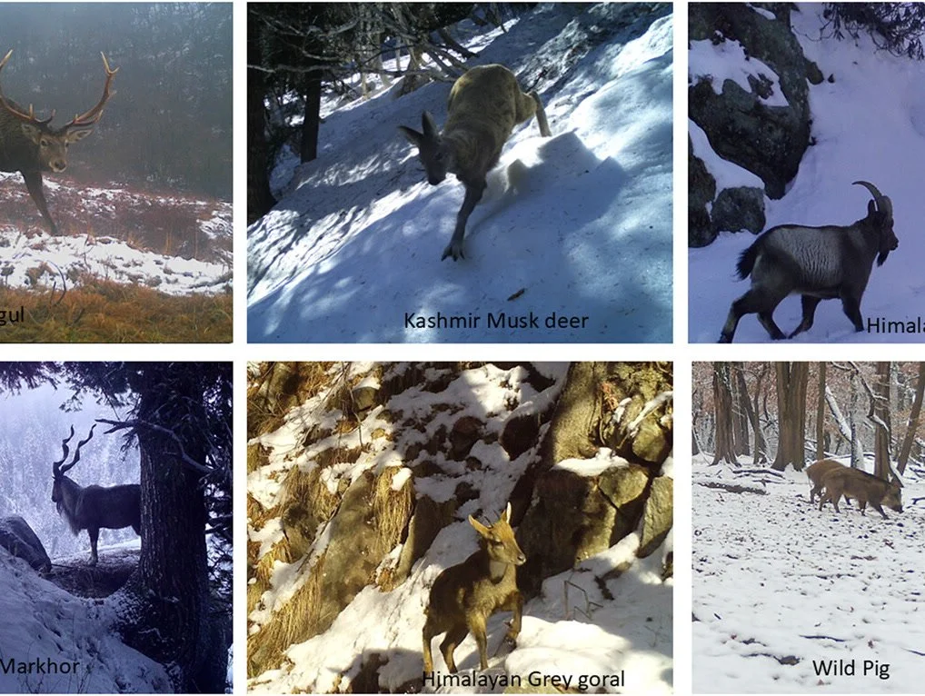 Fine-scale spatio-temporal niche partitioning enables coexistence of wild ungulates and livestock in a resource-limited Himalayan landscape, India https://vist.ly/5k54v