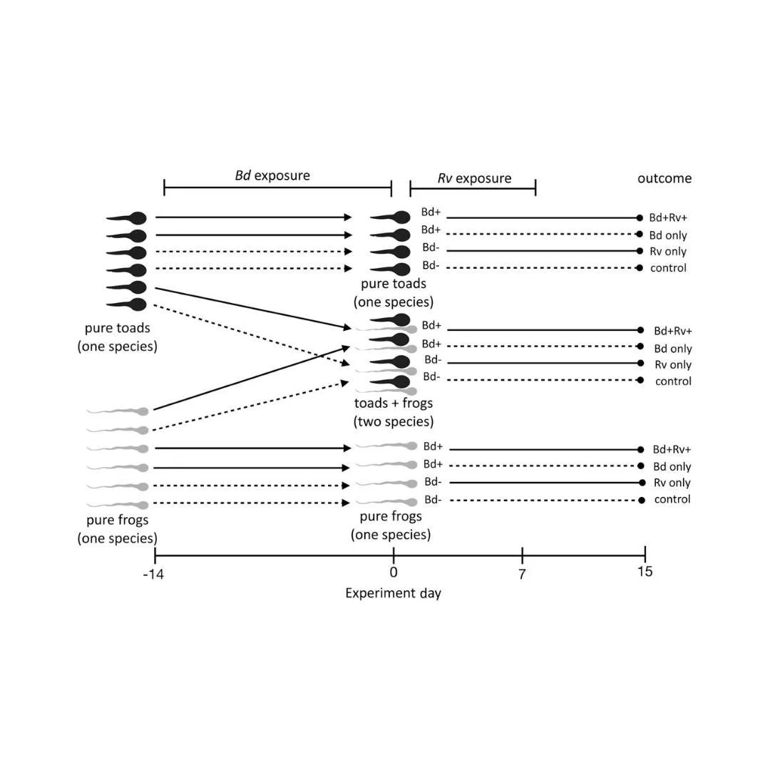 🔬🏚️Ranavirus risk depends on host community characteristics more than the presence of Batrachochytrium dendrobatidis
ㅤ
https://vist.ly/5kb3n
ㅤ
#Chytridiomycosis #CoInfection #CommunityEcology #InfectiousDisease #InvasionBiology #Parasitology #Virol