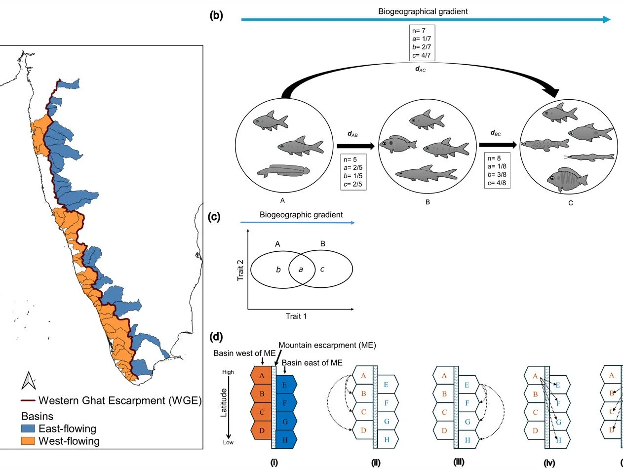 Asymmetric species turnover underpins the latitudinal diversity gradient in the Western Ghats biodiversity hotspot of India https://vist.ly/5kein #Freshwater #Fish #Diversity #Taxonomy