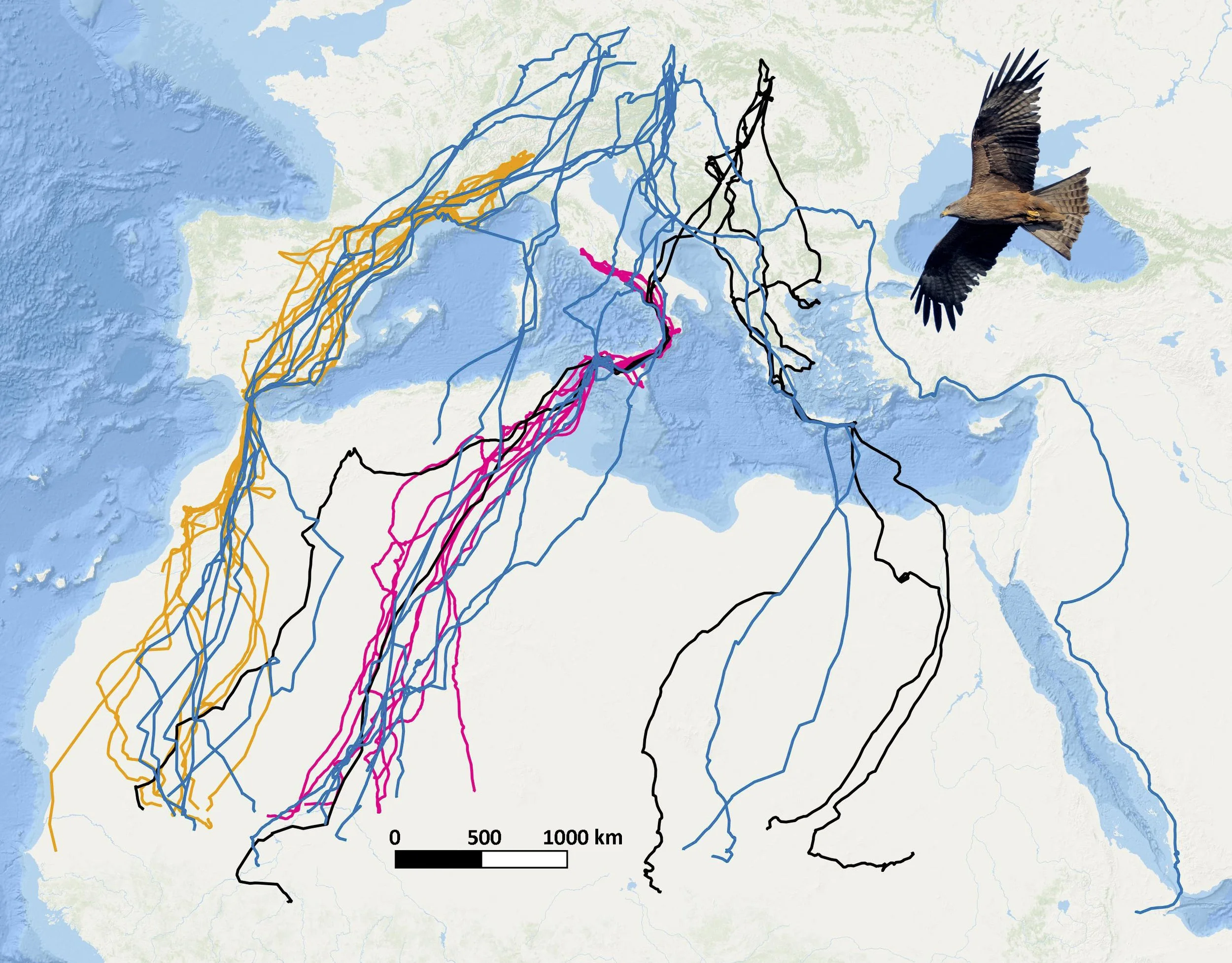 Study | Migratory divides highlight intraspecific flexibility in the stop-over tactic of black kites