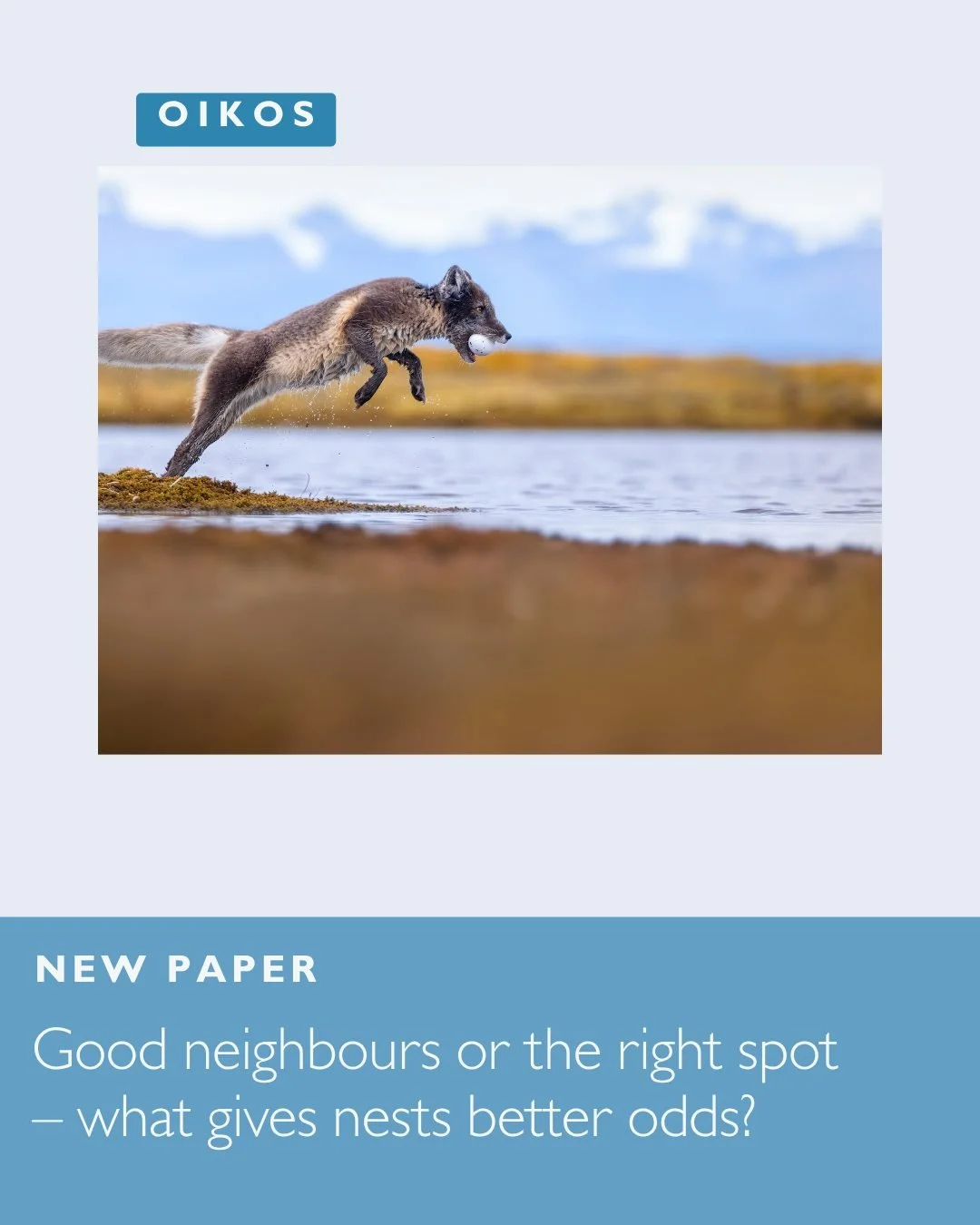 🦊🦆Experimental and field evidence indicate that islet-nesting tundra birds experience reduced nest predation and benefit indirectly from high snow goose densities
ㅤ
📷 Louis-Pierre Ouellet
ㅤ
https://vist.ly/5kmrn