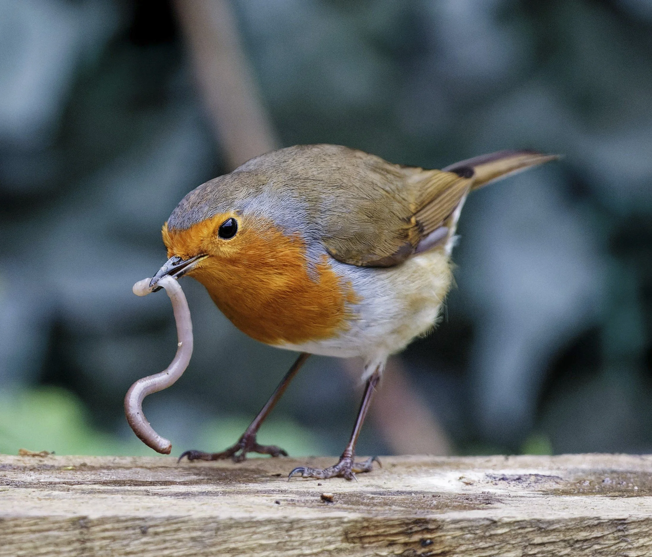 Call for Papers | Special issue “Decomposing avian diet: linking food, foraging and fitness”