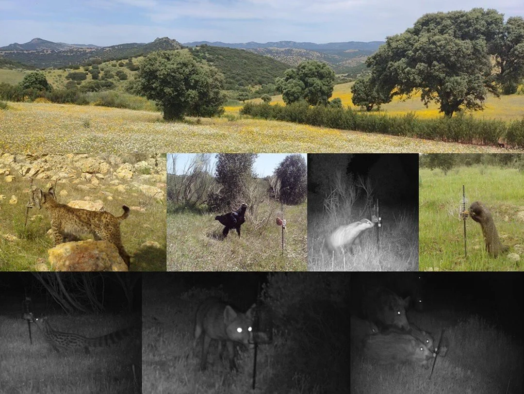 Selectivity and efficiency of predator control methods: a case study from a Mediterranean hunting ground https://vist.ly/5mcj9 #Traps #Hunting #Snares