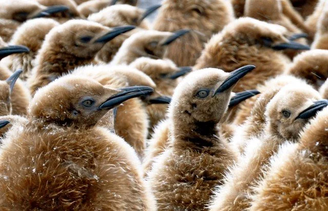 New paper: How do king penguin chicks cope with a late start? Late-born chicks showed higher mitochondrial metabolism at 100 days, probably reflecting harsher winter conditions and reduced parental feeding.
ㅤ
➡️ https://vist.ly/5mhwg
ㅤ
#ornithology #