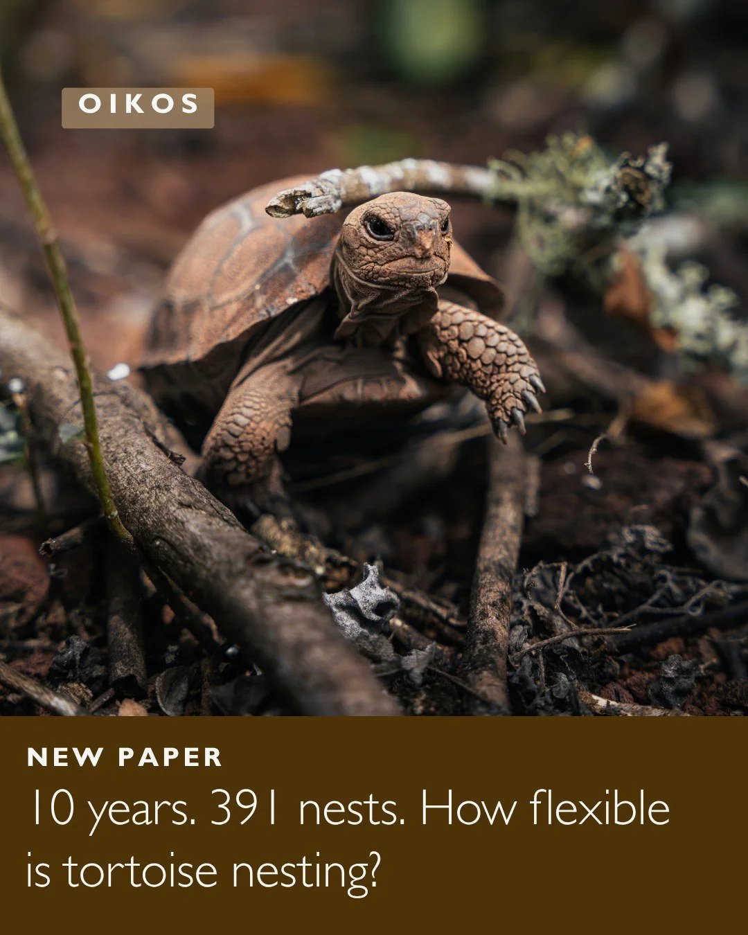 🔟🐢A decade of tracking reveals strong nest site fidelity in four Galapagos giant tortoise species
ㅤ
📸 Carlos Espinosa
ㅤ
https://vist.ly/5miwv
ㅤ
#Accelerometry #Gal&aacute;pagosTortoises #NestSiteFidelity #NestingPhenology #Reproduction #Reproducti