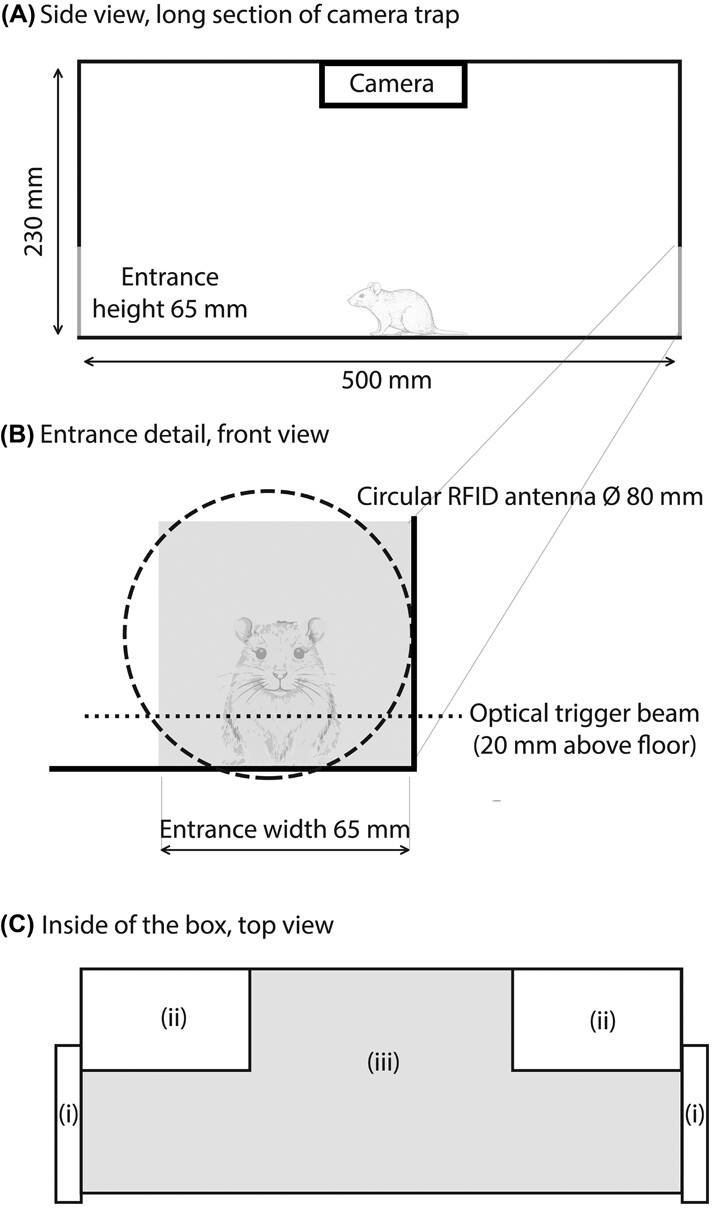 A proof of concept for linking individual identity to camera traps https://vist.ly/5mntr #Cameras #RemoteSensing #Rodents