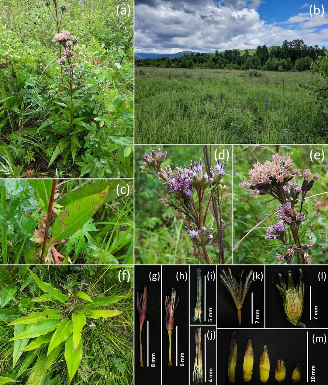 NEW ARTICLE: Saussurea &times; media (Asteraceae), a new natural hybrid between S. parviflora and S. controversa by Yusupovsky &amp; Pyak. The new hybrid from the Altai-Sayan mountains was confirmed by DNA analysis.
ㅤ
https://vist.ly/5mpm4
ㅤ
@nordico