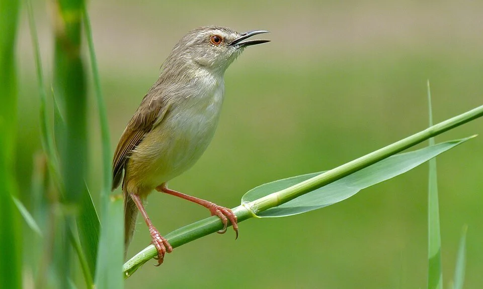 New paper: Can blood parasites limit birds&rsquo; ability to cope with life at high elevation? Haemoglobin increased with elevation in uninfected but not infected birds, implying that infection constrains the ability to cope with lower oxygen availab