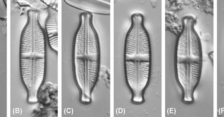 NEW ARTICLE: Stauroneis xuhuiensis sp. nov. (Bacillariophyta) from Guilin Park of Shanghai City, China by Qian et al. The image shows the type specimen of the newly described diatom.
ㅤ
➡️Link to article: https://vist.ly/5mz26
ㅤ
@nordicoikos #OpenAcce