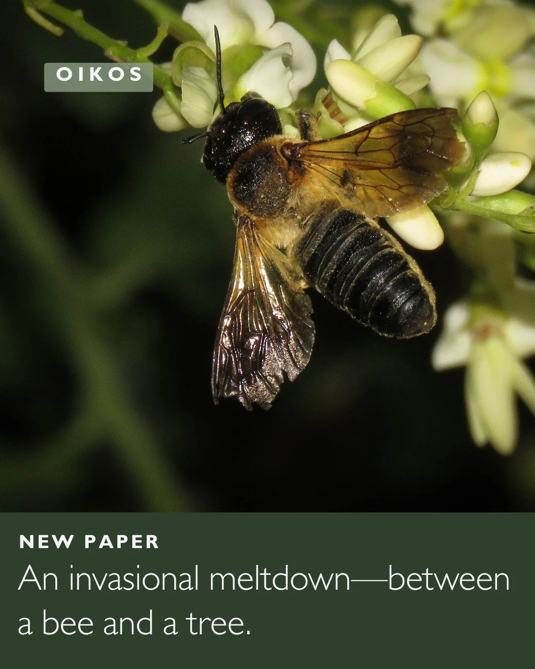 🫠🐝A plant&ndash;pollinator invasional meltdown: the Japanese pagoda tree Styphnolobium japonicum facilitates the invasion of the giant resin bee Megachile sculpturalis
ㅤ
📸 Dragsia Petrovic
ㅤ
https://vist.ly/5m2hb
ㅤ
#BioticInteractions #ClimaticSui