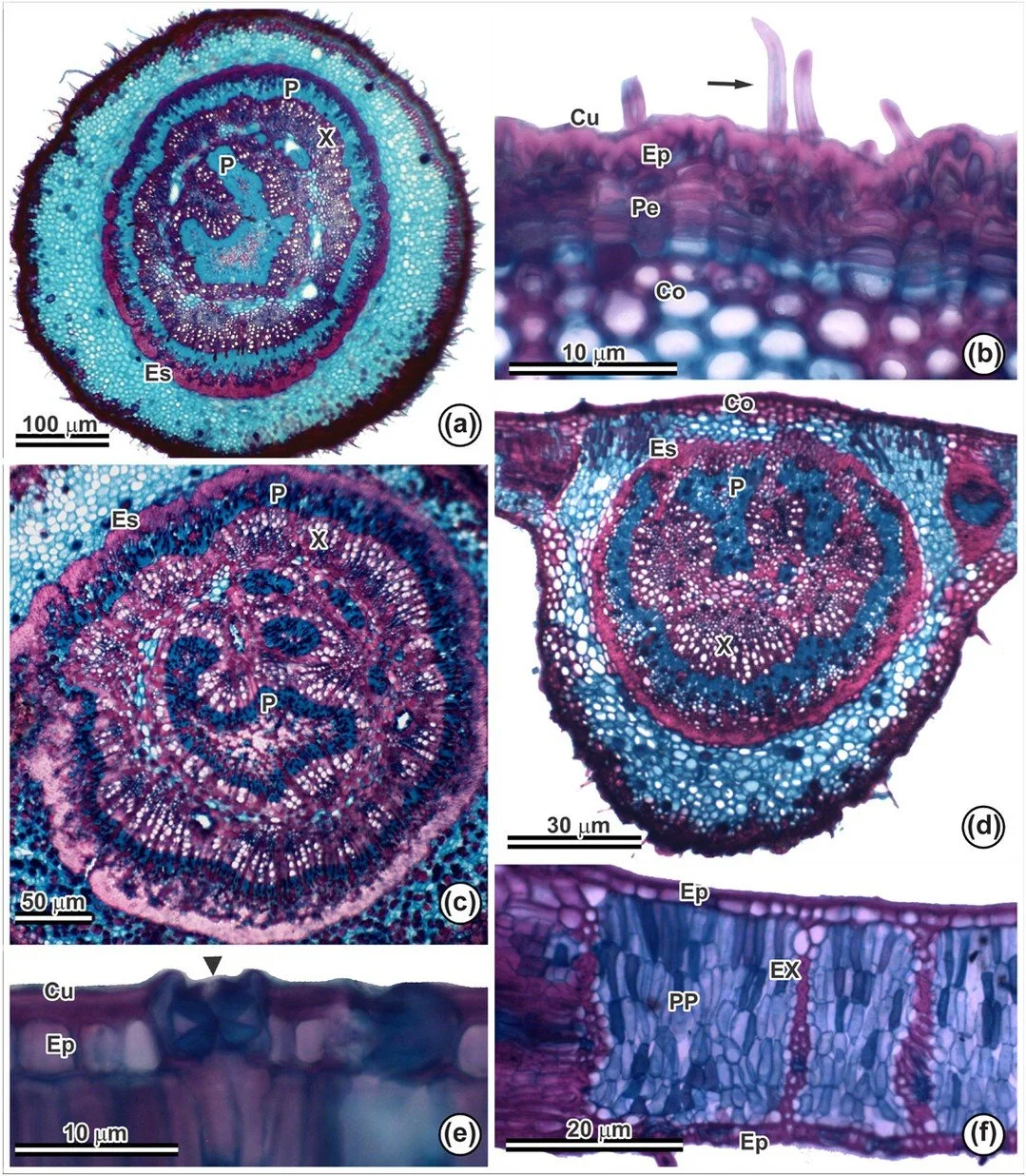 NEW ARTICLE: Revisiting the leaf anatomy of Hymenaea martiana: new insights from anatomical and histochemical techniques by Lima et al. The image show the leaf anatomy which distinguishes it from H. courbaril.
ㅤ
➡️Link to article: https://vist.ly/5nh