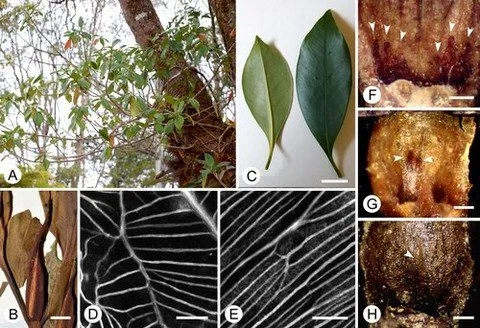NEW ARTICLE: Further fragmentation of Timonius (Rubiaceae): reinstatement of Abbottia based on morphology and molecular sequence data by Chavez et al. The image shows key morphological features of the Abbottia clade.
ㅤ
https://vist.ly/5pbun
ㅤ
@nordic