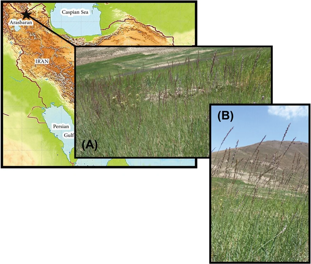 NEW ARTICLE: Elymus arasbarani sp. nov. (Poaceae; Triticeae), genus Elymus sect. Elytrigia from Arasbaran, northwest Iran by Karimi &amp; Saeidi. The new species is is a local endemic species, reported only from east Azerbaijan.
ㅤ
https://vist.ly/5ph
