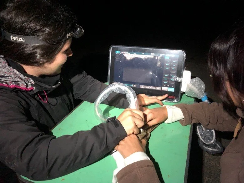 A photo showing researchers performing Ultrasound scanning of a nightjar stomach in the field.