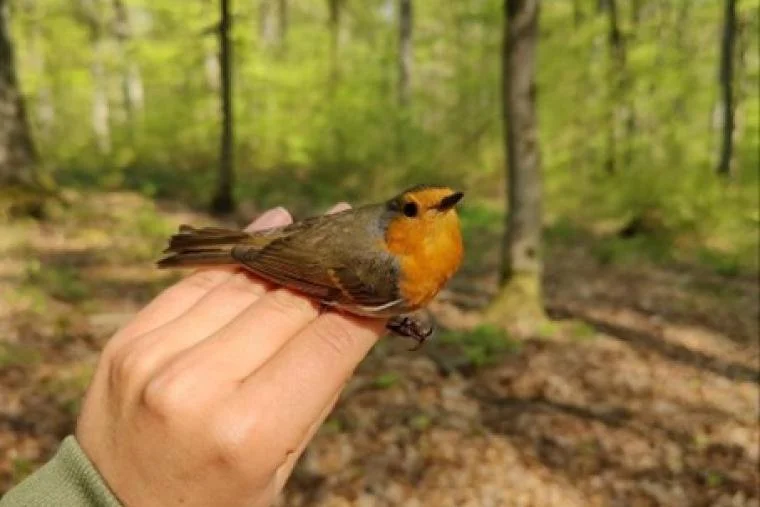 Study | Variation in physiological indicators among forest birds