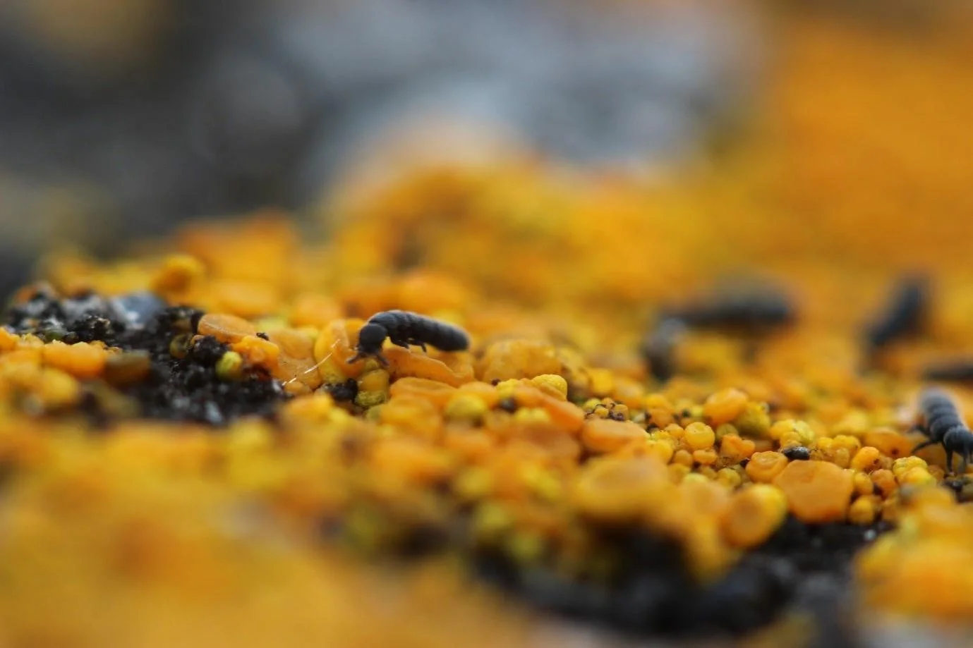 Study | The small hosting the small in Antarctica