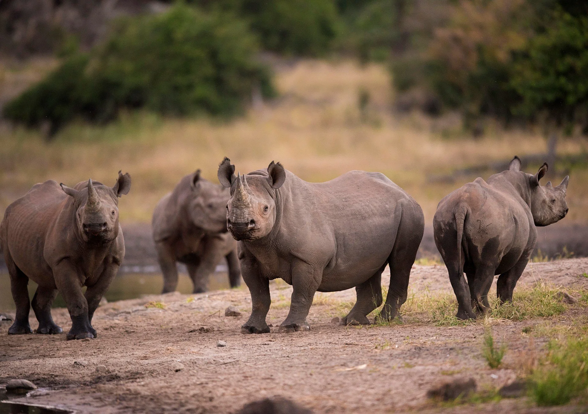 Study | Familiar Faces Matter for Black Rhinos