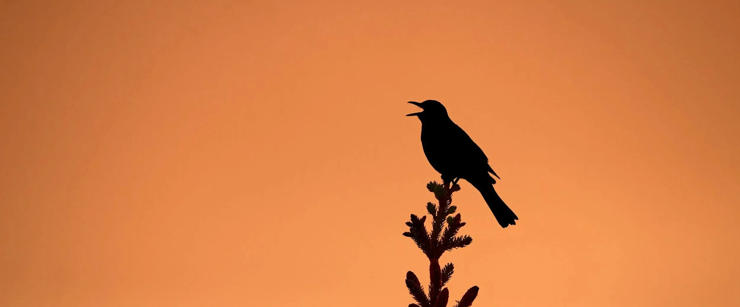 Call for Papers | Special issue “From chirps to insights”