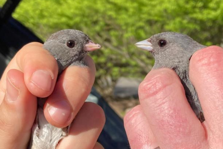 *Study | Mechanisms matching timing to resources: comparisons of closely related seasonally sympatric, migratory and non-migratory populations