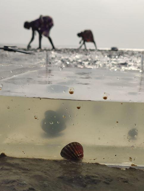 *Study | Benign, and currently sustainable, forms of shellfish-harvesting in the Bijagós Archipélago, Guinea-Bissau
