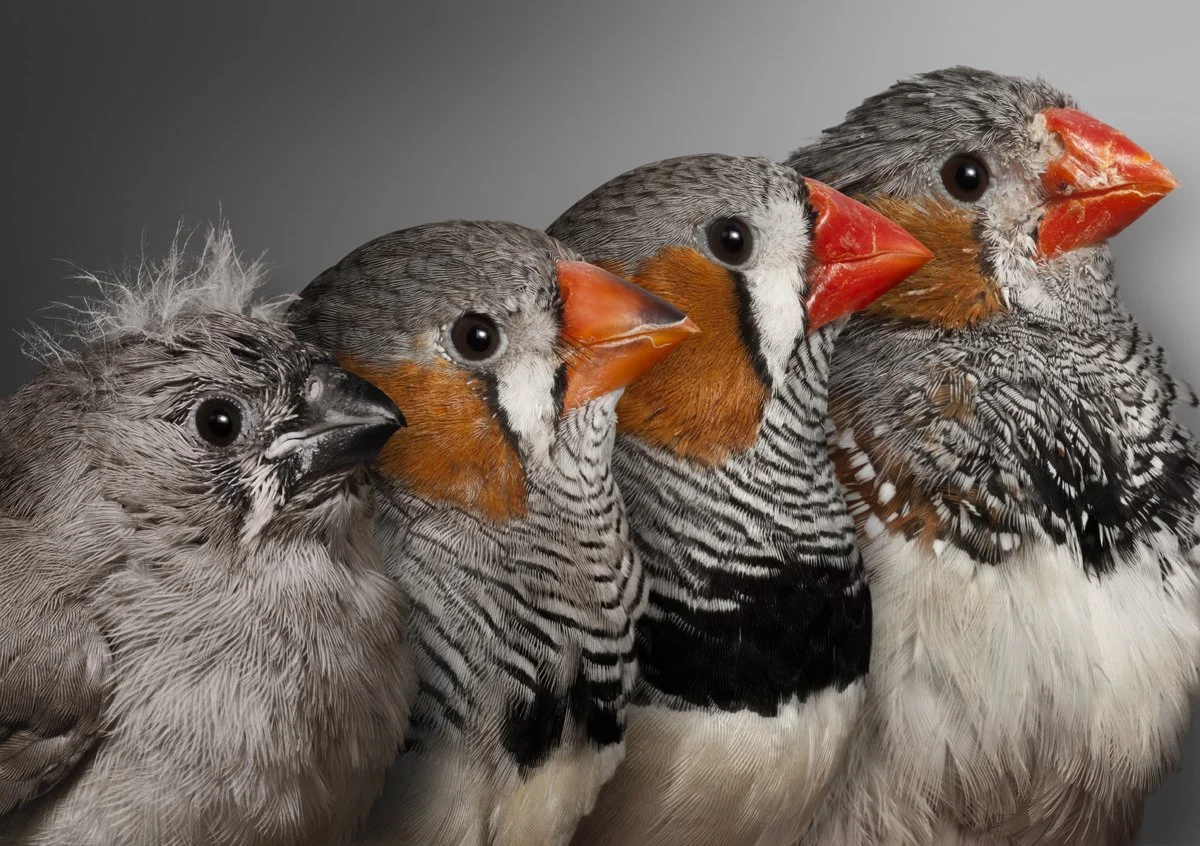 Call for Papers | Special issue  on avian senescence