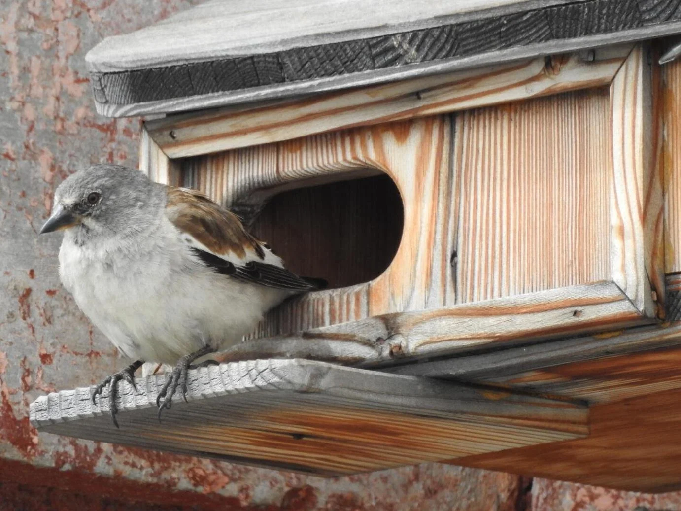 *Study | The importance of snow cover (and elevation) on nest-box use in an alpine bird