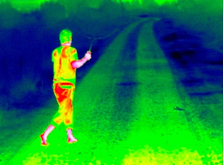 Capture of a red-necked nightjar, as recorded using a thermal camera. The bird appears as a colder (blue) body in a flattened posture at the right edge of the gravel road (green). The researchers’ bare feet show in pink.