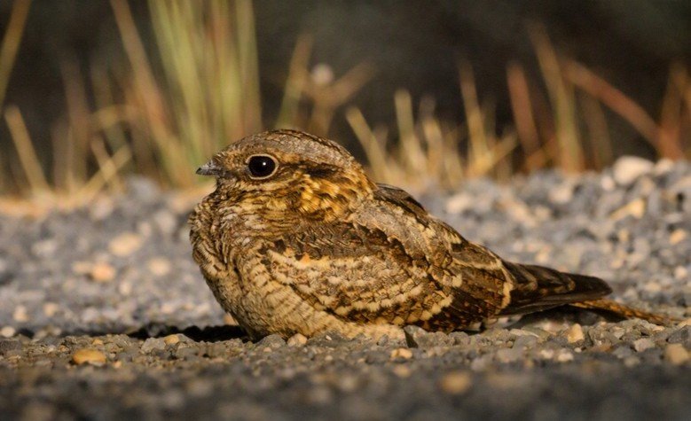 Photo of a red-necked nightjar roosting on asphalt.