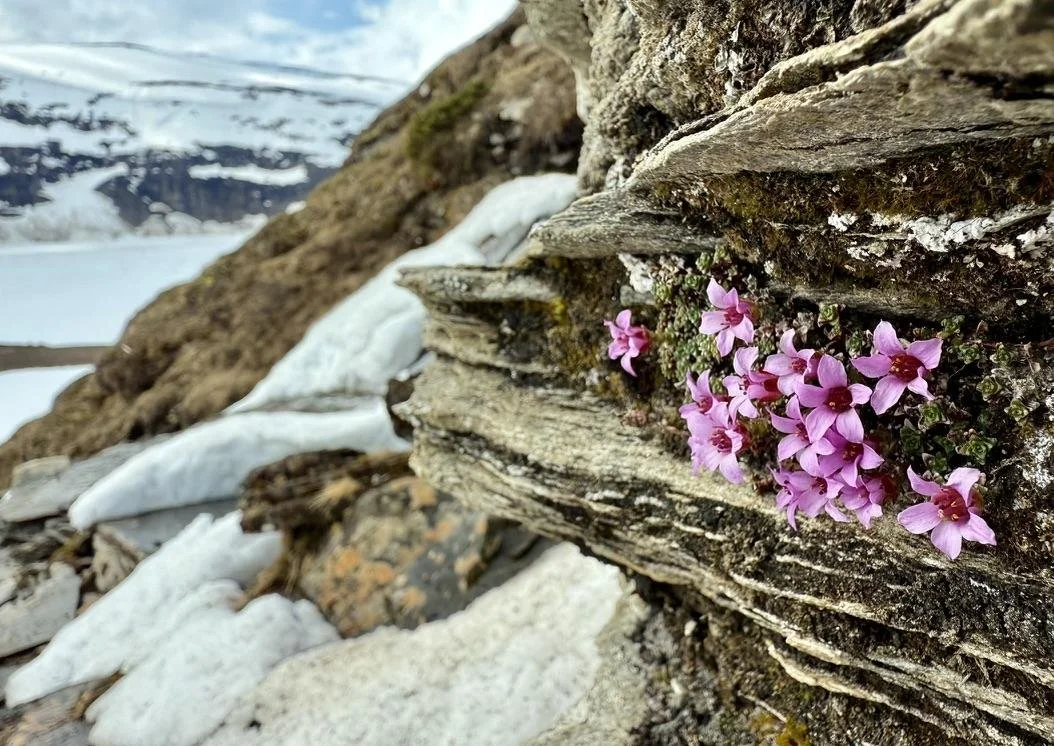 Call for Papers | Special issue “Tundra Transitions”