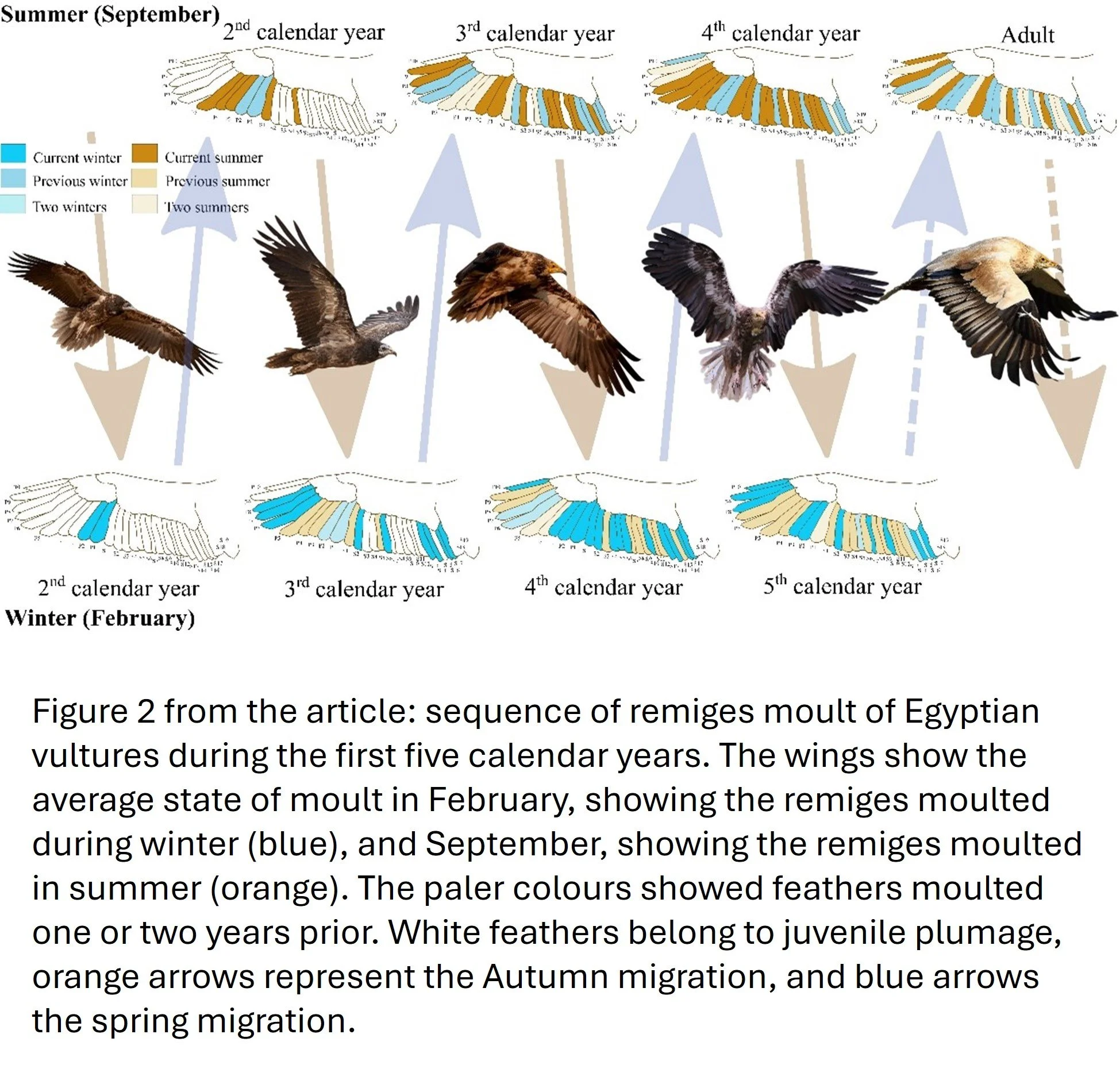 Figure 2 from the article: sequence of remiges moult of Egyptian vultures during the first five calendar years.