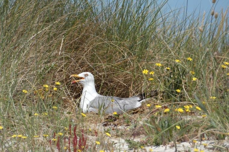 *Study | Gulls promote multi-species colonies as they leave former refuges