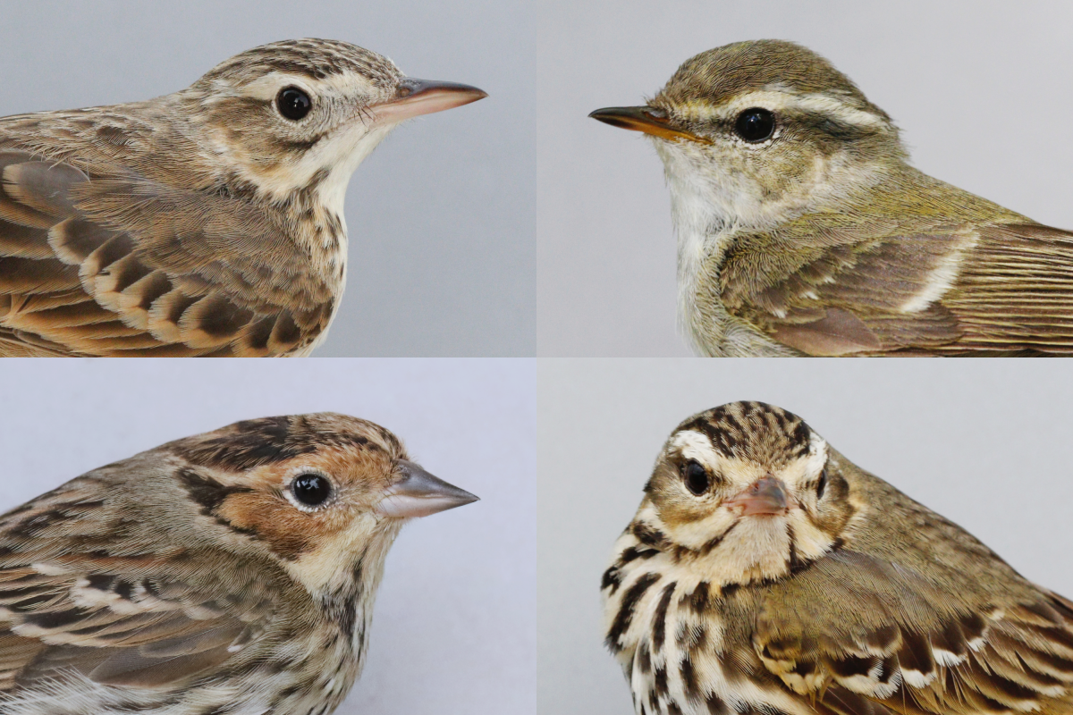 New editor | Paul Dufour, subject editor for JAB