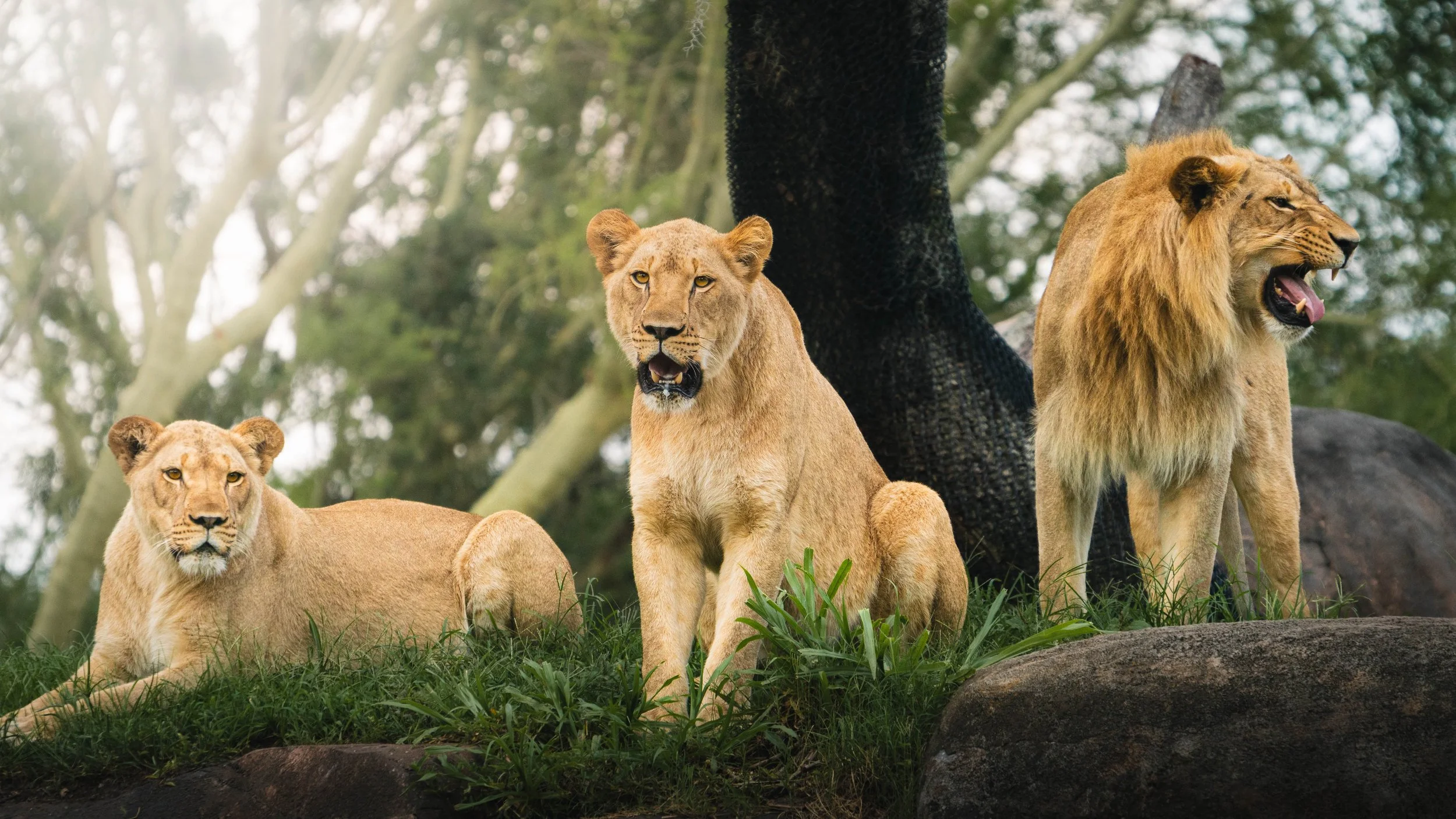 website pride of lions.jpg