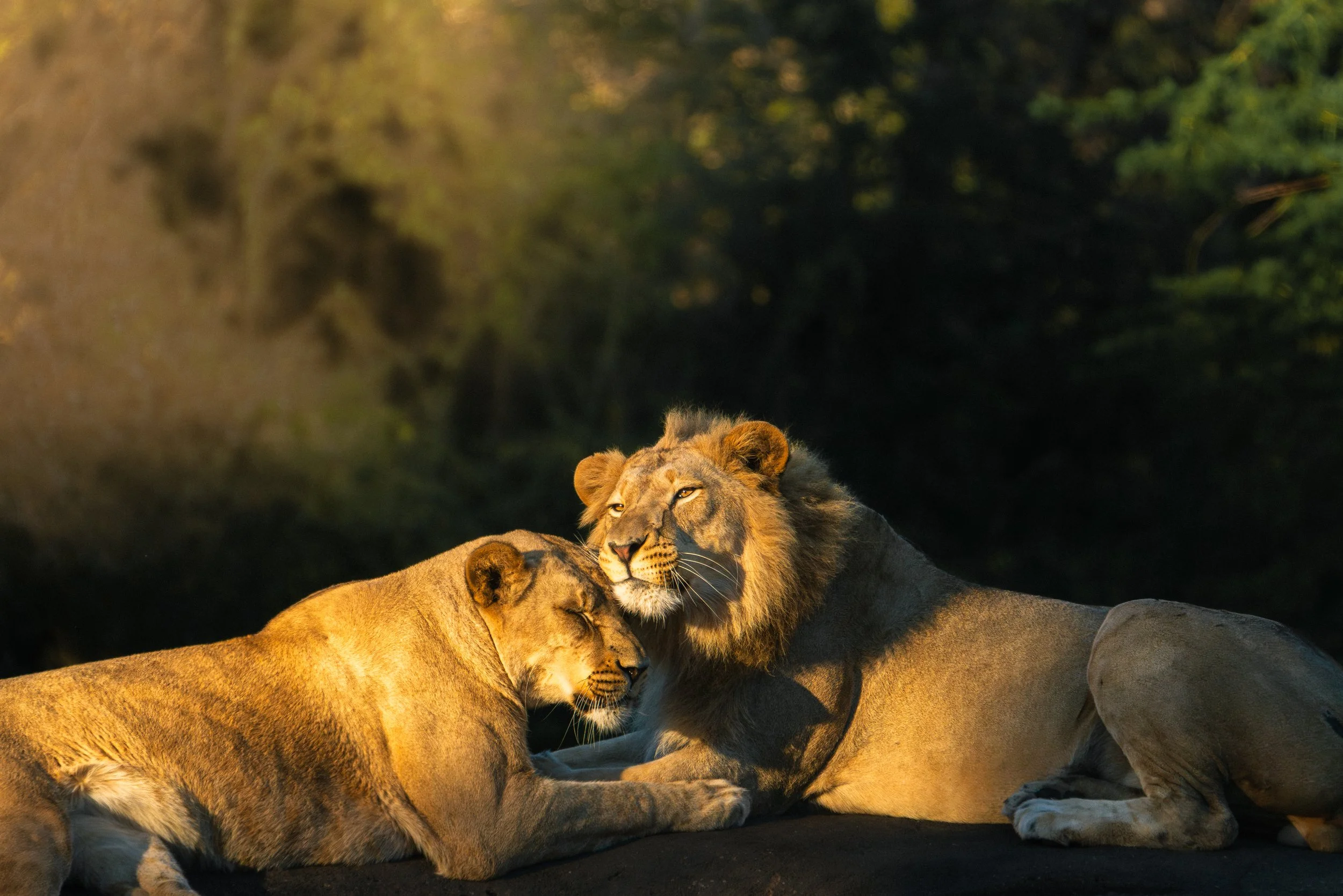 savannaanimals-2.jpg